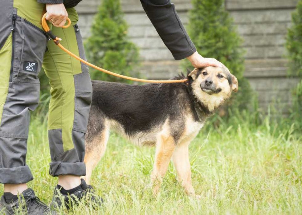 019310 Camelia do adopcji