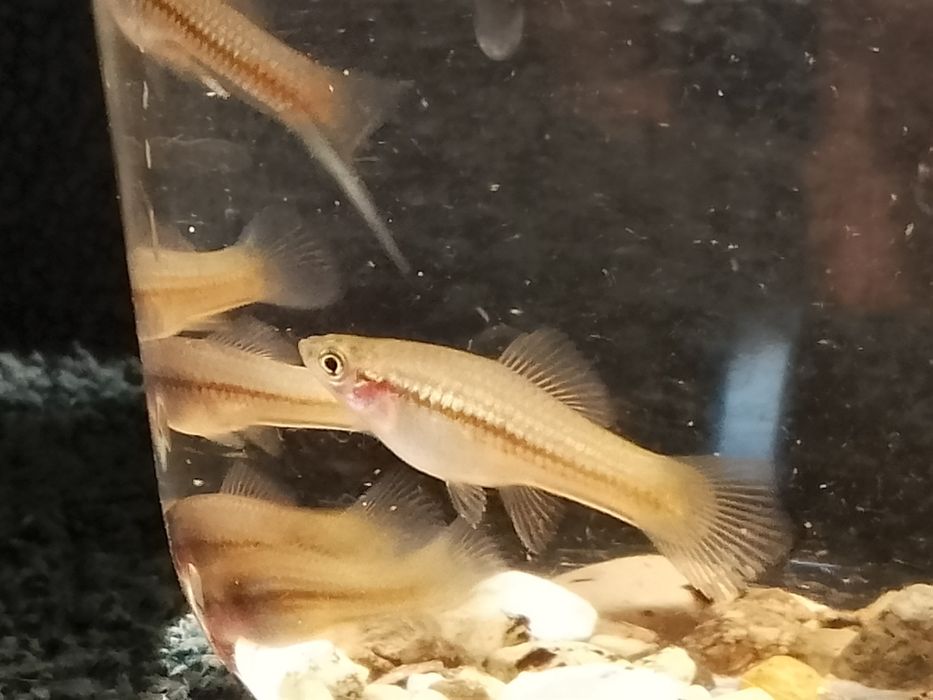 Mieczyk zielony (własna hodowla)