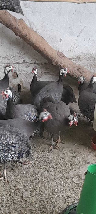Perus selvagens para venda