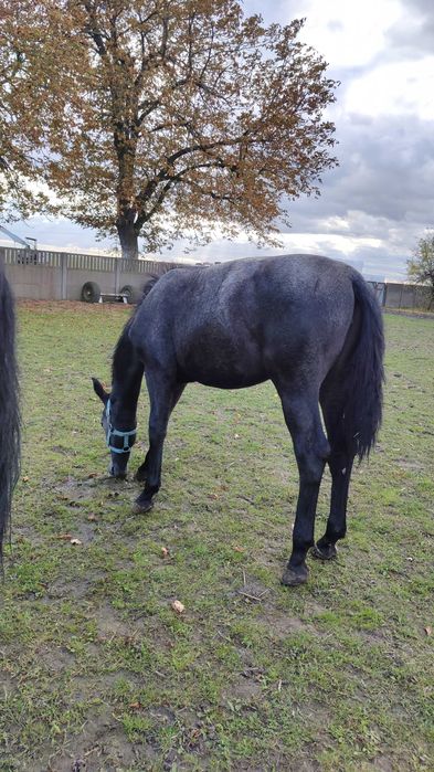 Klacz rasy śląskiej