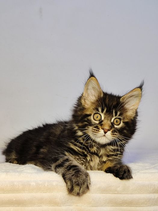 Кошенята Мейн-кун (дівчата)