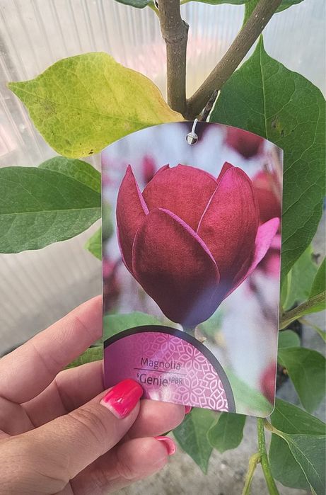 Магнолія Дженні (magnolia genie)
