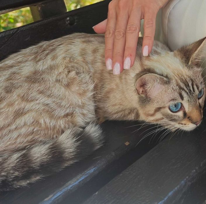 Балинезийский котенок, синеглазый компаньон