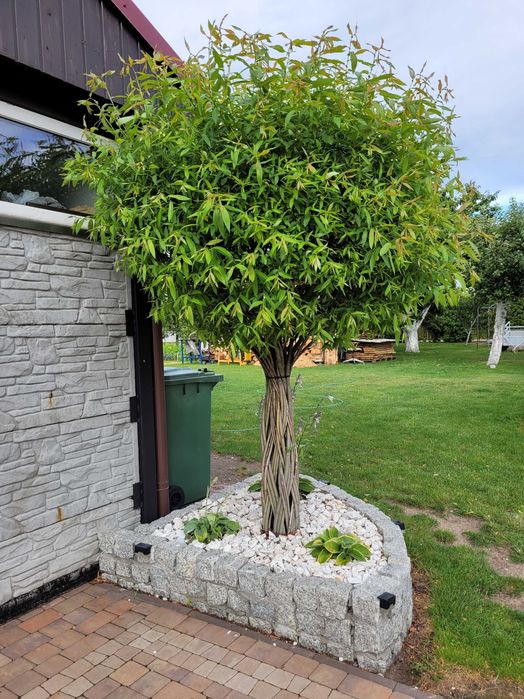 Wierzba pleciona 8 letnia duża