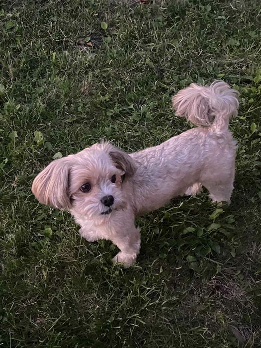 Йокркширський тер'єр(Бівер)  вязка. 500 грн.