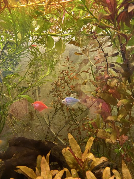 Акваріумні рибки