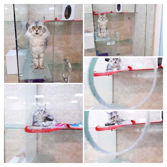 Готель, гостиниця, перетримка тварин котів та кішок в Києві "КАЗКА"