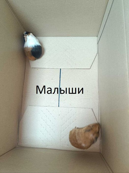 Морские Свинки / Харьков / Новая Бавария