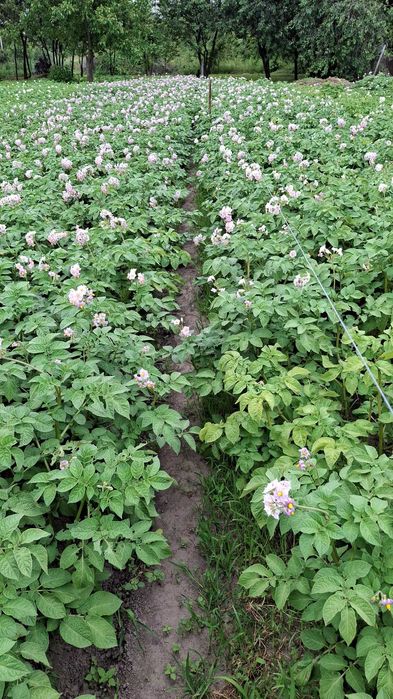 Картопля Слав'янка 14 грн