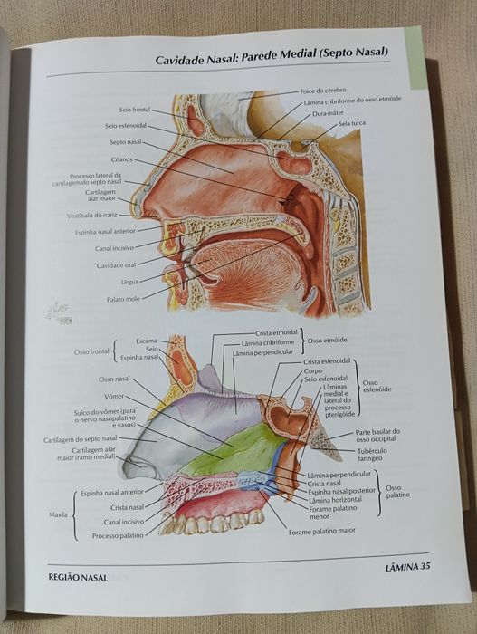 Atlas de Anatomia Humana – Frank H. Netter (3.ª edição)