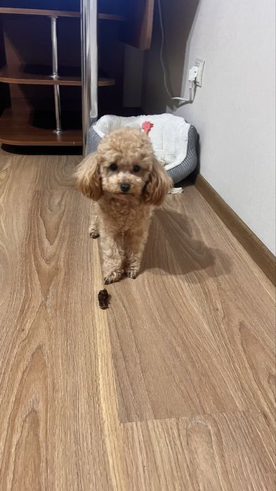 Мальтіпу, підрощена дівчинка