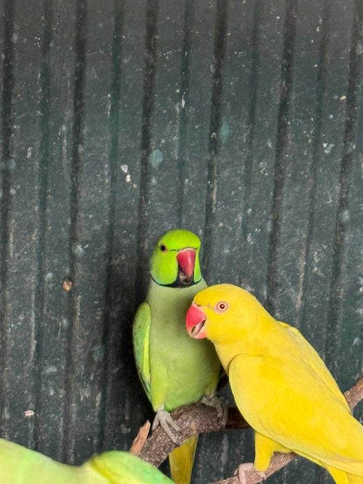 3 Ring Necks – Casal Adulto + 1 Verde