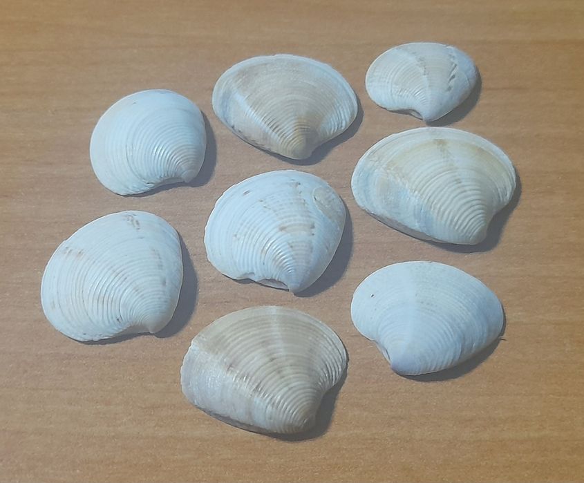 ракушки з Болгарії