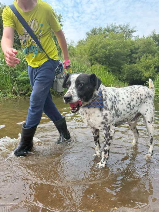 Pies w typie dalmatyńczyka – Ambaras szuka domu!