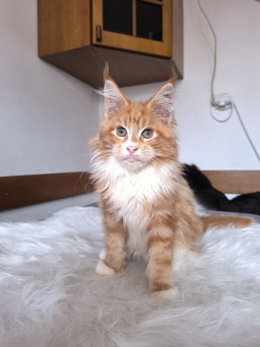 Rudy kocurek szuka domku