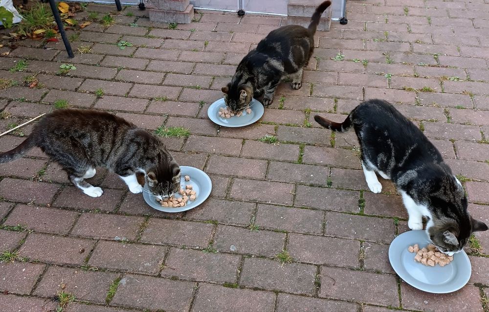 Dom tymczasowy, adopcja prywatna, oddam kocury