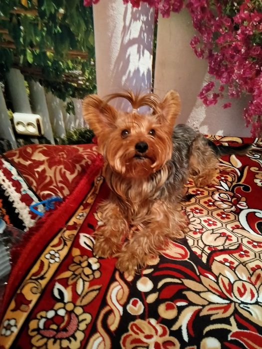 Йорк вязка собаки.