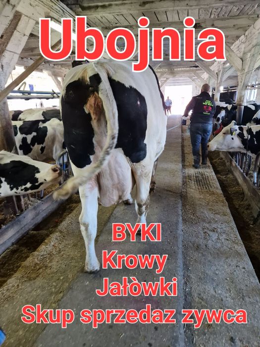 Skup zywca bydła zwierzat