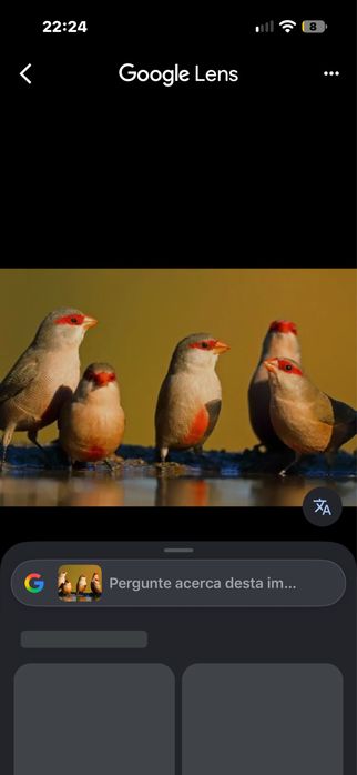 Aves de bico reto