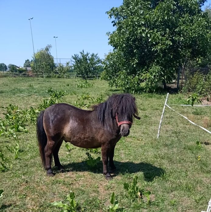 Kuc rasy szetland