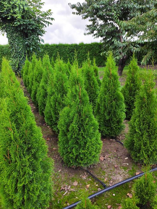 Thuja Smaragd Tuja Szmaragd super jakość 100-200 cm SADZENIE TRANSPORT Rośliny ozdobne Usługi ogrodnicze