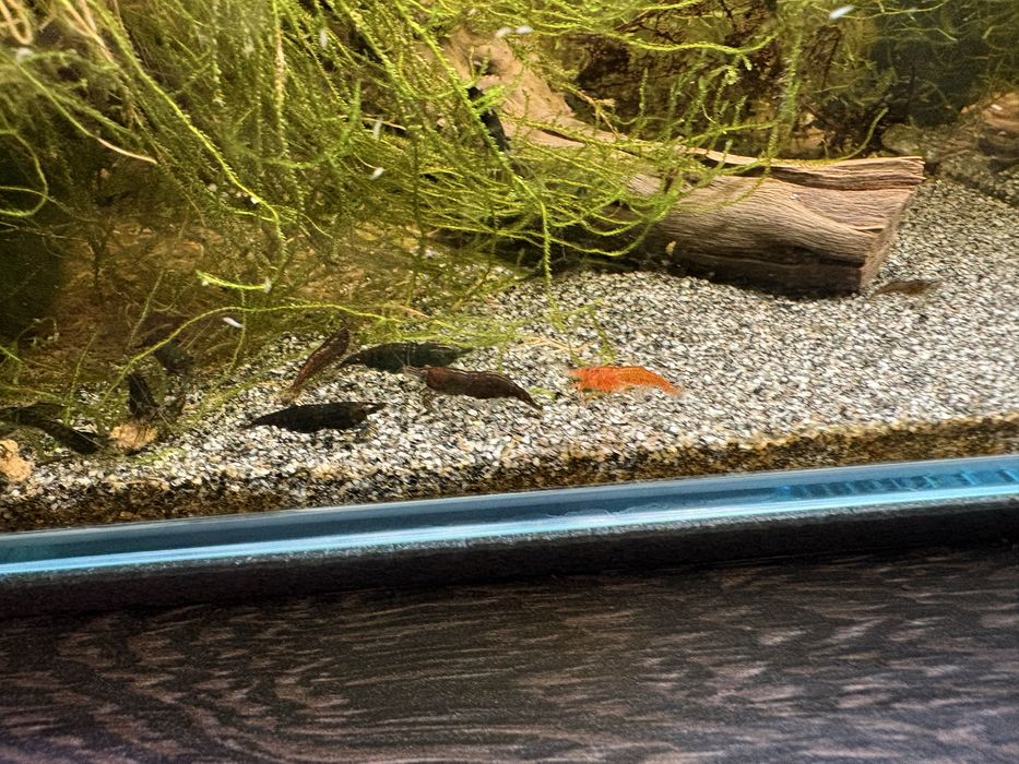Krewetki neocaridina poselekcyjne