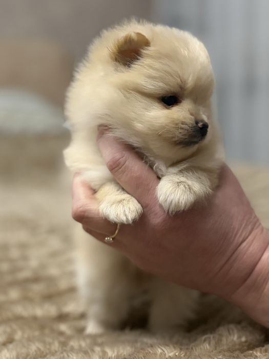 Померанський шпіц