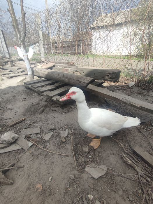 Мускусні важкої лінії.Ніжин.р-н.