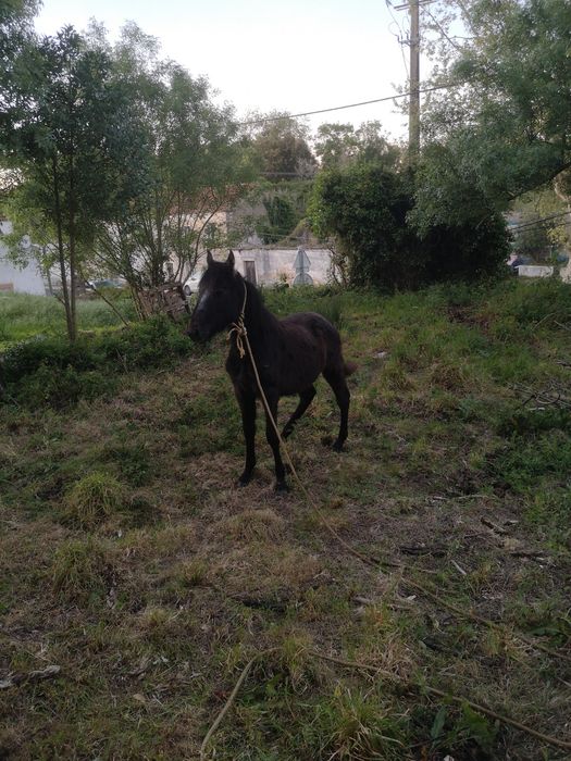Poldro mustang com 1 ano