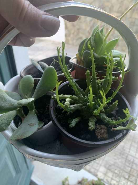 4 mudas enraizadas em pequeno vaso com terra