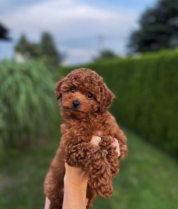 Pudel miniatura red brown / Genetyka