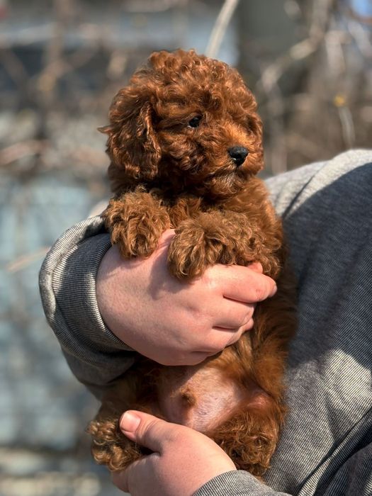 Ред браун, той пудель, хлопчик