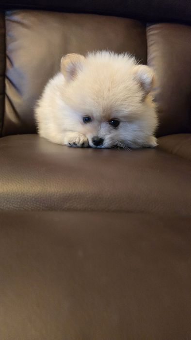 Pomeranian szpic miniaturowy