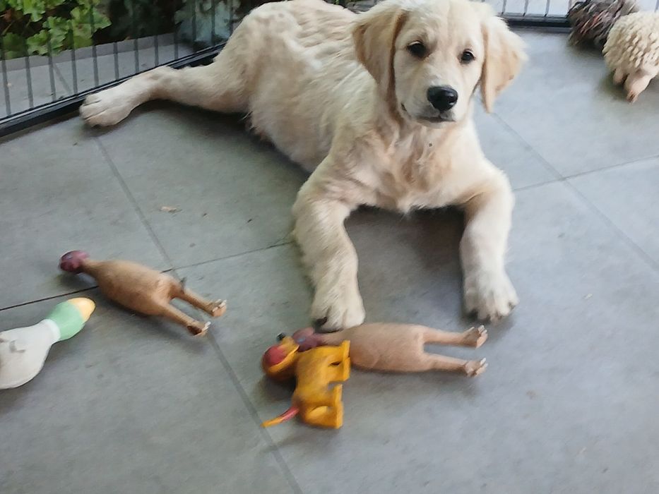 Golden retriever,paszport, wszystkie szczepienia + wścieklizna,piesek  RICO, biszkoptowy, rodowód 4 pokoleniowy,