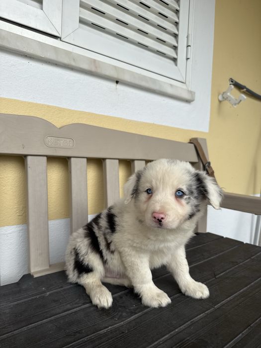 Border collie Merle com olhos azuis Macho