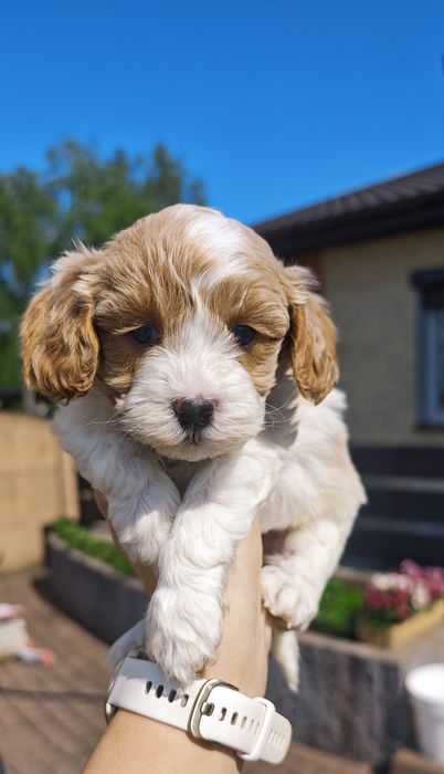 **Cavapoo**cudowny piesek !
