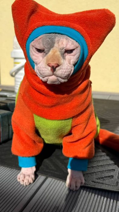 Одяг для котів сфінкс  Floksi Pet  одежда для кота сфинкса