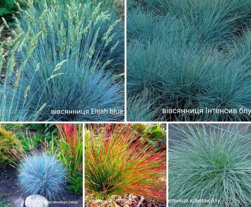 Кампанула,гіпсофіла,ромашка,гвоздика,карекс, очитки,перовскія