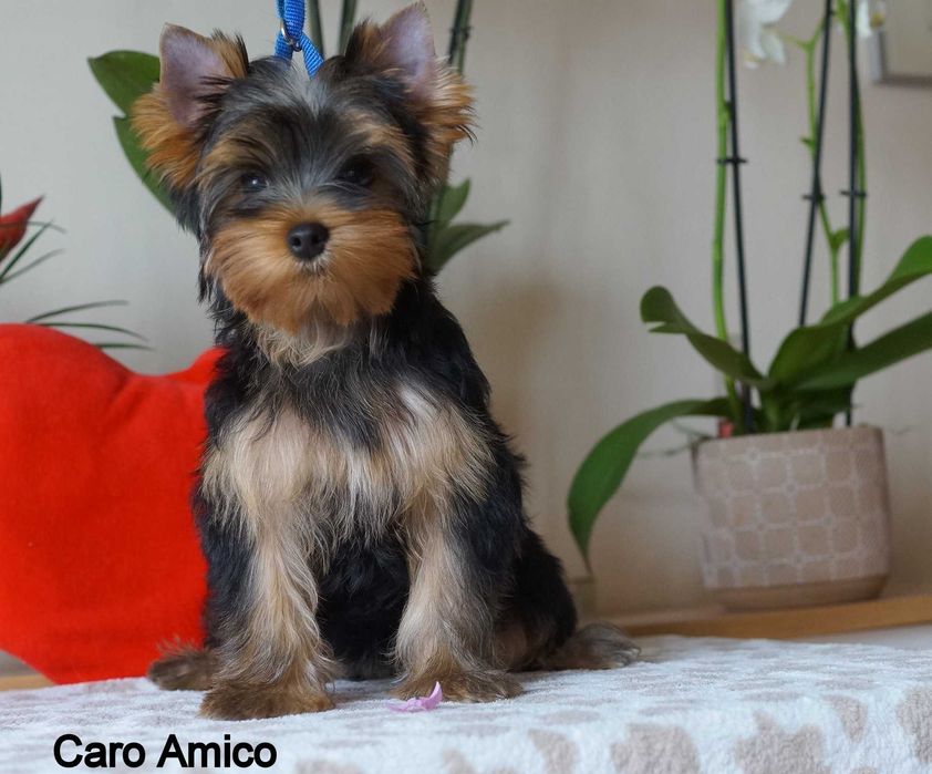 Yorkshire Terrier  -FCI ZKwP