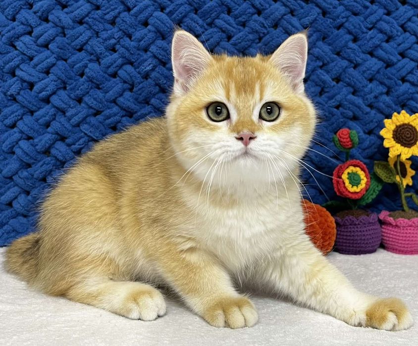 Шотландський золотий котик ny12