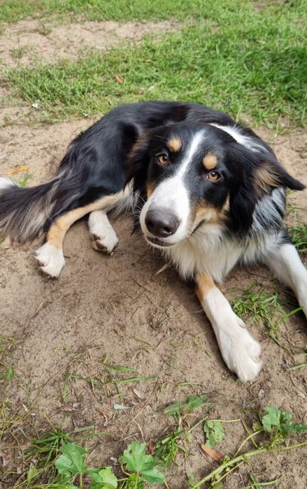 Piesek po border collie