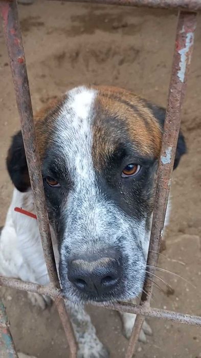 BOSS - w typie bernardyna