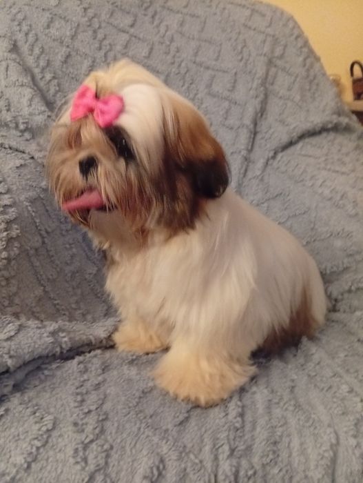 Shih tzu  sunia  śliczna