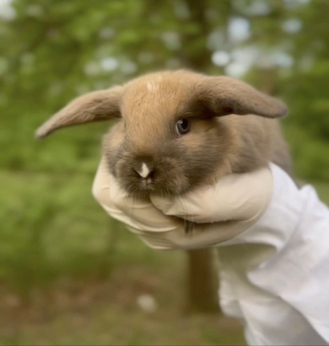 Mini lop! Найлагідніші кролики у світі!