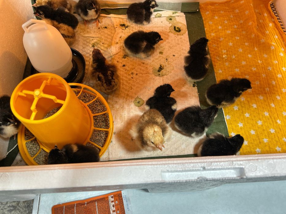 Продам ія марана чорно-мідного