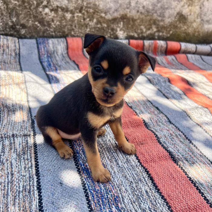 Pinscher miniatura - macho