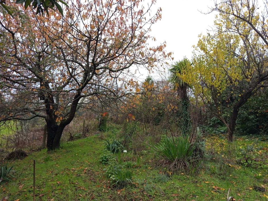 Terreno agrícola- Penalva do Castelo