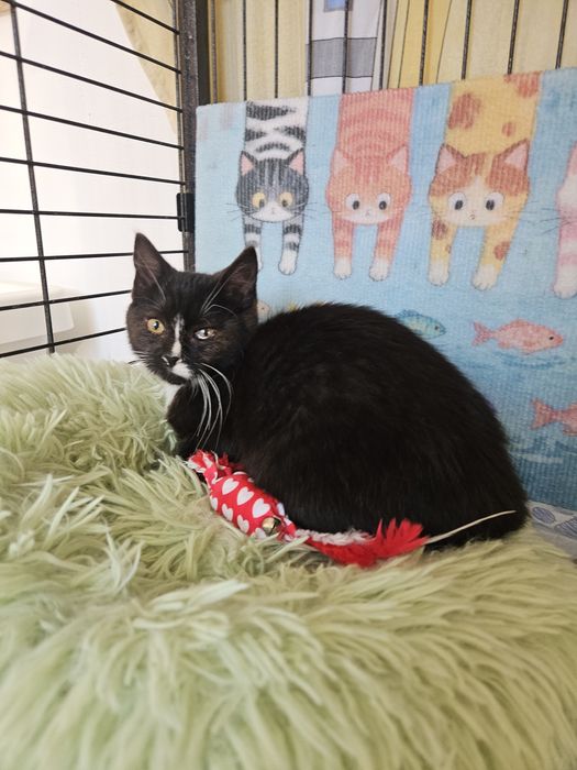 Iskierka, młodziutka koteczka do adopcji, kot,kotek,kociak