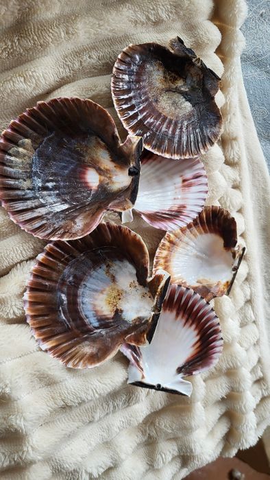 Раковины моллюсков