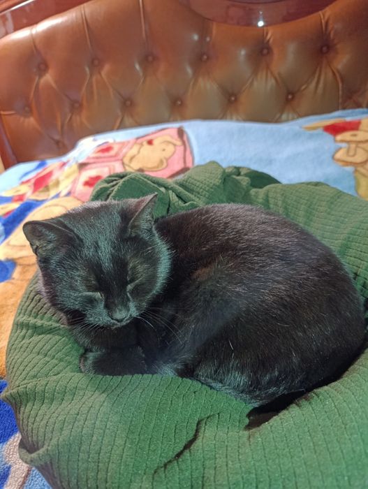 Знайшлась молода чорна кішка